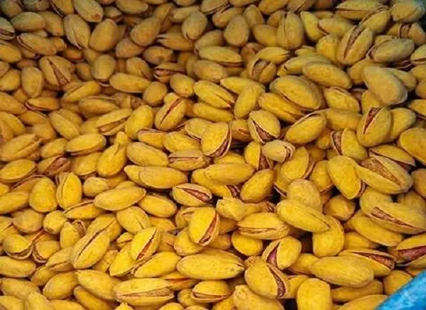 خرید پسته زعفرانی اکبری + قیمت عالی با کیفیت تضمینی