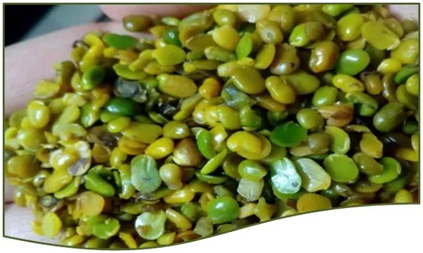 معرفی مغز پسته کوهی + بهترین قیمت خرید