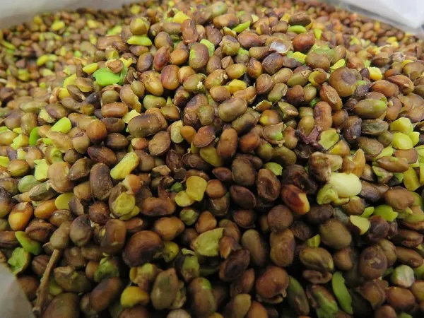 خرید مغز پسته کوهی بنه + قیمت عالی با کیفیت تضمینی