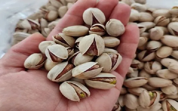 خرید پسته کله قوچی درجه یک + قیمت عالی با کیفیت تضمینی